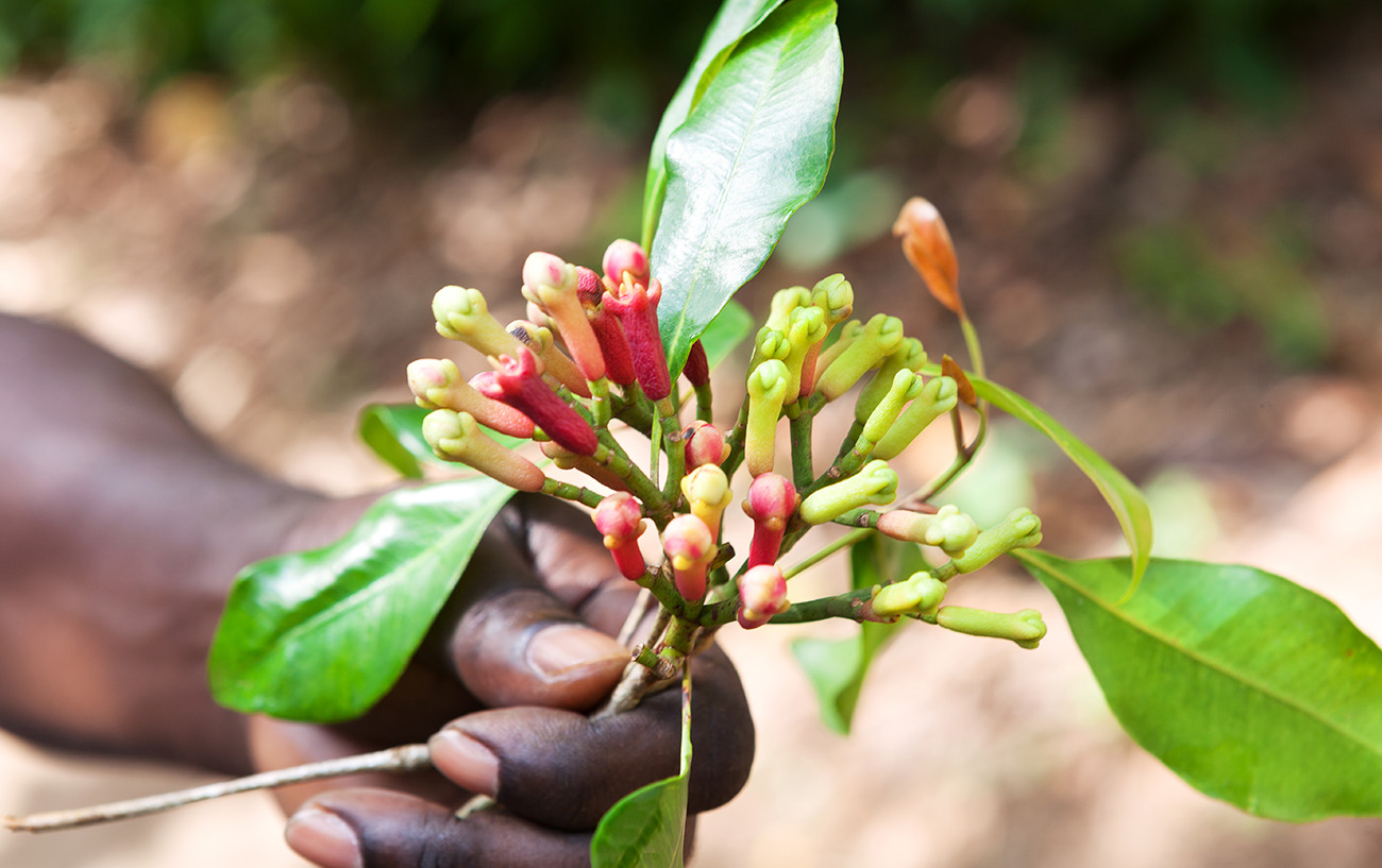 Chiodi di Garofano Zanzibar